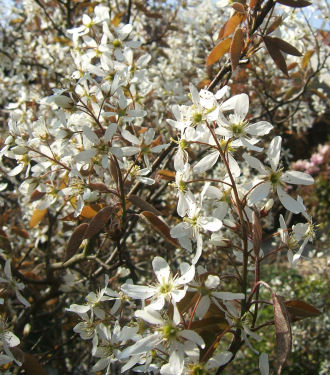 amelanchier lamarckii.jpg - 60668 Bytes